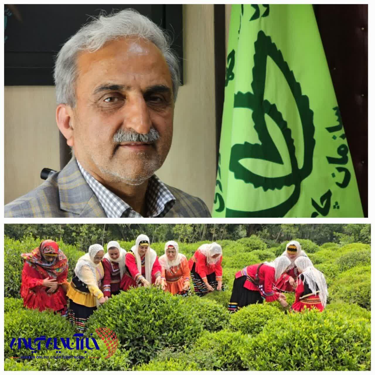 افزون بر ۵۵ هزار تُن برگ سبز چای در مازندران و گیلان برداشت شد