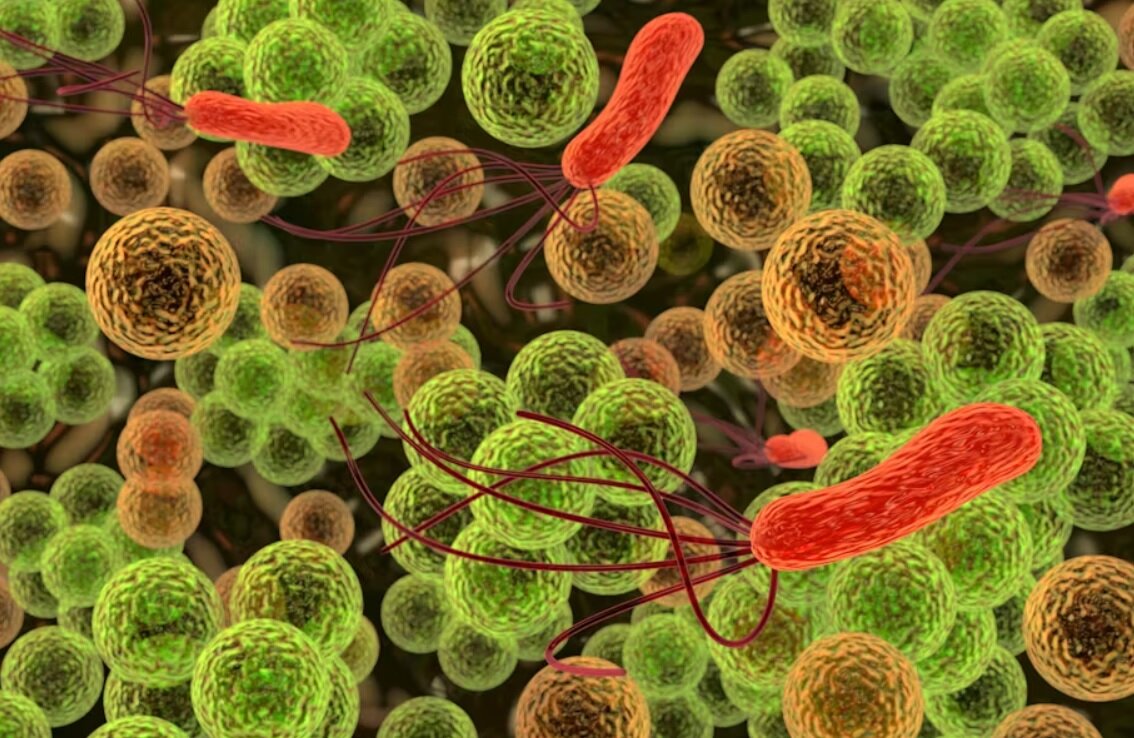 پنج نوشیدنی مفید برای سلامت روده