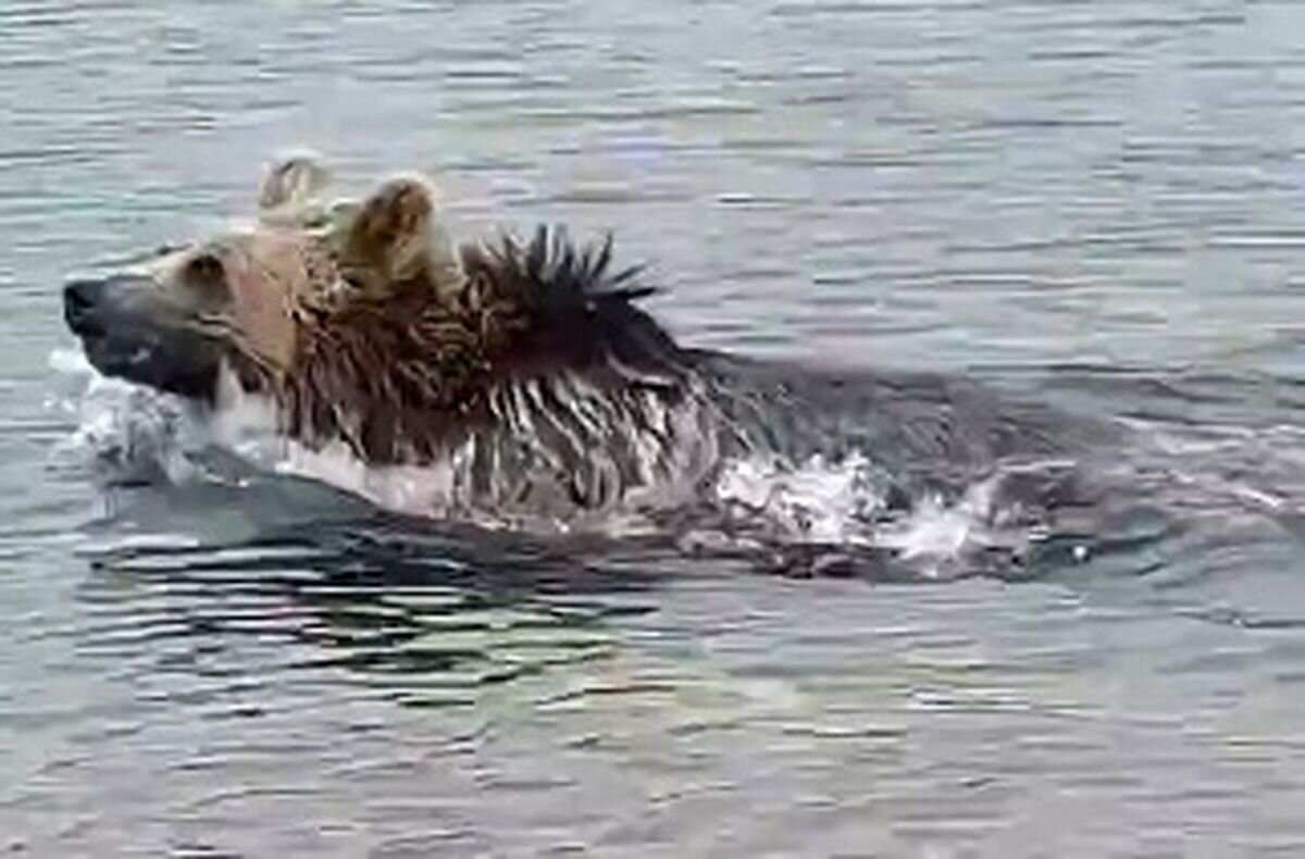 ببینید | آب تنی خرس در دریاچه قله سبلان